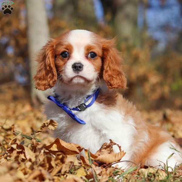 Tiger, Cavalier King Charles Spaniel Puppy